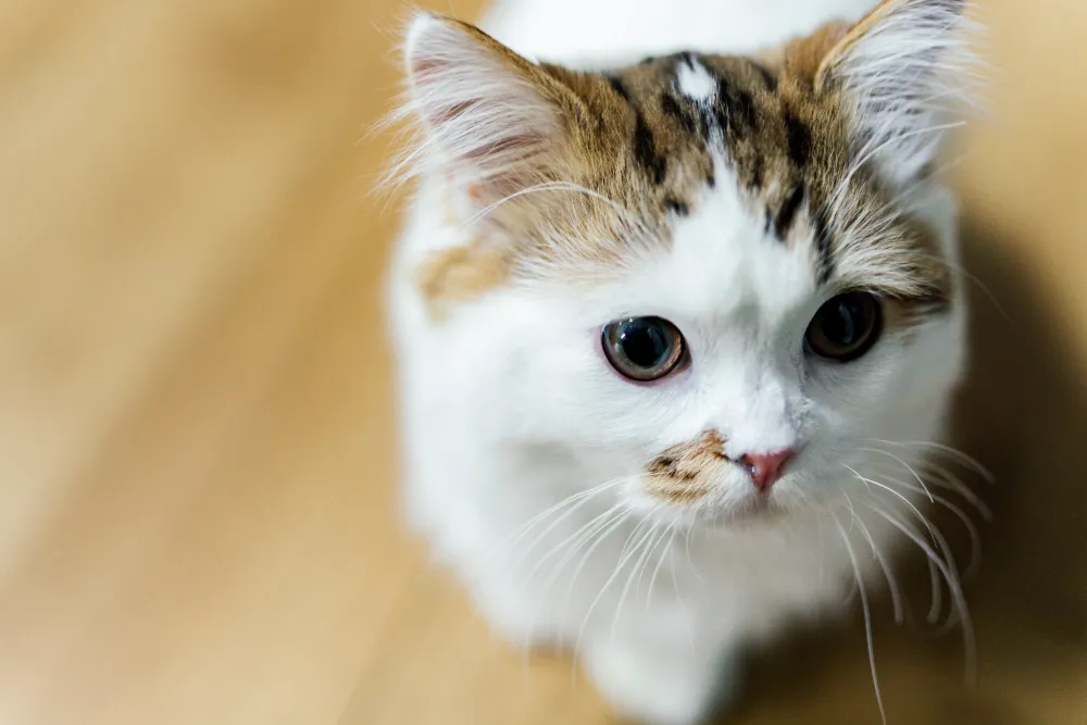 落ち着いた木のぬくもりを重視した家